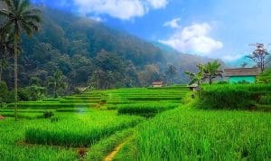 pemandangan-sawah-dan-sungai-34 (1)